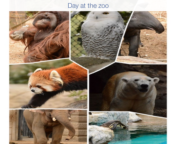 zoo-collage