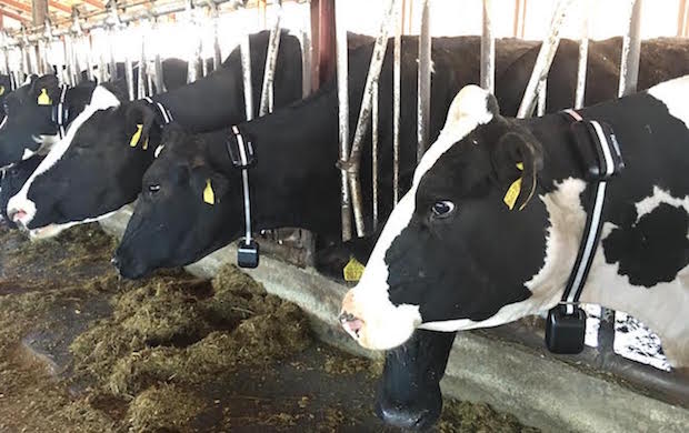Japan’s Farmnote launches wearable device for cows to optimize dairy ...
