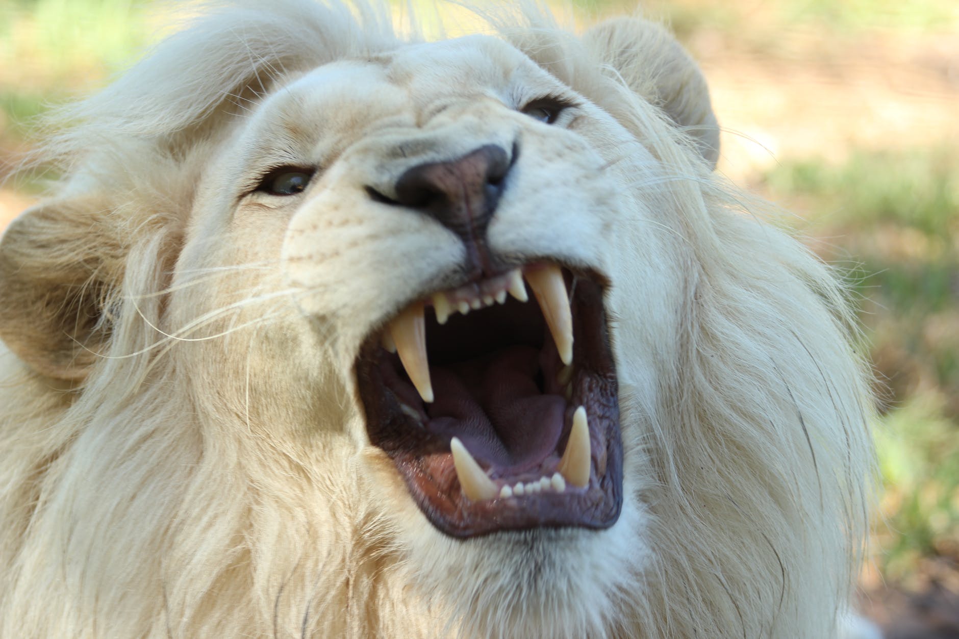 nature lion south africa whitelion